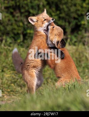 Toe to Toe Kits Stock Photo