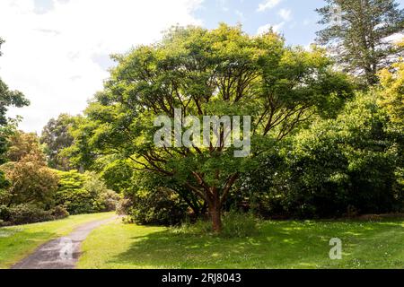 Paperbark maple, Acer griseum. Stock Photo