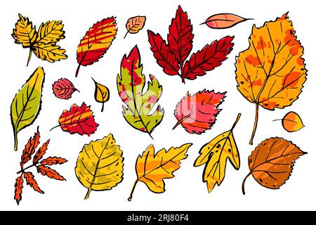 Autumn Leaves sketch set. Hand-drawn color textured herbs on white background. Doodle plants collection. Nature, gardening, forest, fall sign. Leaf of Stock Vector