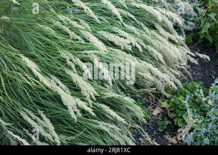 Achnatherum calamagrostis - silver spike grass Stock Photo