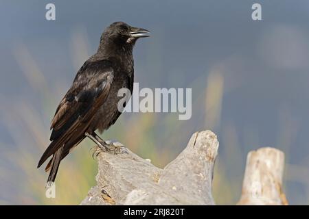 An American crow (Corvus brachyrhynchos) perching. Stock Photo