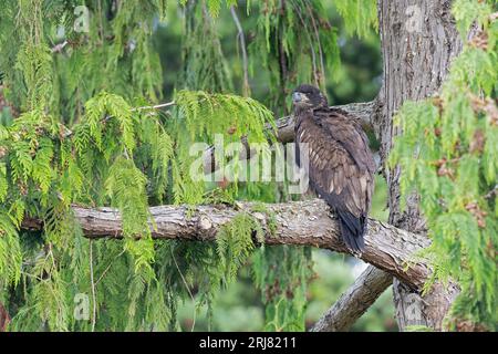 An immature bald eagle (Haliaeetus leucocephalus) perched in a tree. Stock Photo