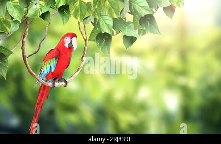Horizontal nature background with Ara parrot (Ara macao) sits on a liane among tropical leaves. Sunny blurred backdrop with Scarlet Macaw. Copy space Stock Photo