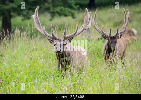 Two captive bull Roosevelt elk in velvet, standing in tall grass, northwest trek, graham, washington, usa Stock Photo