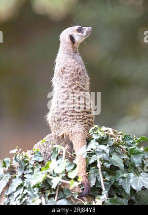 Adult Meerkat (Suricata suricatta) on watch-duty, selective focus Stock Photo