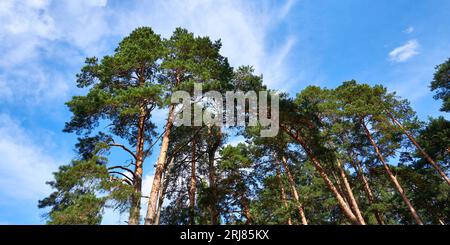 Tall pine trees against a blue sky with white clouds Stock Photo