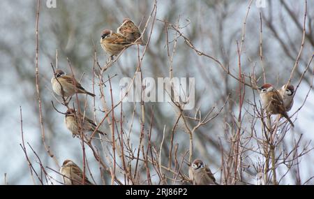 The field sparrow (Passer montanus) sits on a branch in the wild Stock Photo