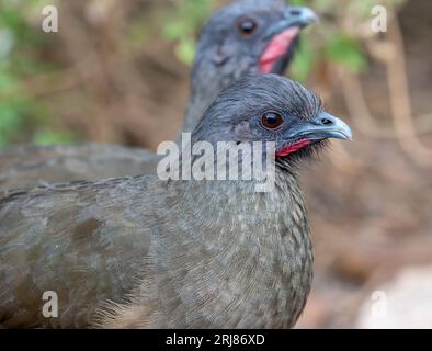 Plain Chachalaca in Texas Thicket Stock Photo