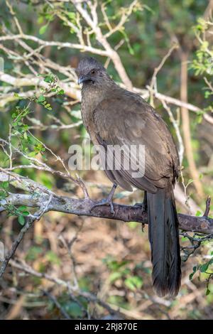 This Plain Chachalaca is one of a group of birds found in the chaparral of south Texas. They are secretive in the way they move around the forest but Stock Photo