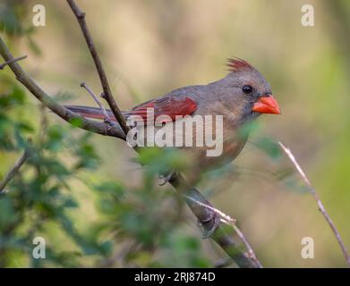 This beautiful female Northern Cardinal came in to a bird feeding station at Laguna Atascosa National Wildlife Refuge in Texas. Stock Photo