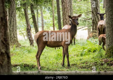 The Roosevelt elk (Cervus canadensis roosevelti), also known commonly as the Olympic elk and Roosevelt's wapiti, is the largest of the four surviving Stock Photo