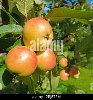 Ripe apples on the tree at harvest time Stock Photo