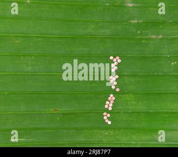View of a Banana leaf with the developing tiny pinkish color land snail eggs clusters on the surface of the leaf Stock Photo