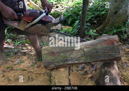 A wood cutting scene which shows the bottom part of a man operating a portable gasoline Chainsaw machine and cutting a Jack stem Stock Photo