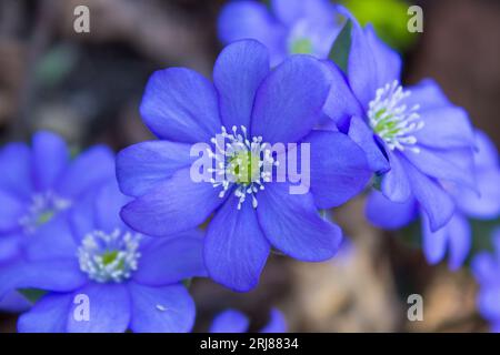 Blue flower background grows in spring in fallen leaves, flower Hepatica nobilis Stock Photo