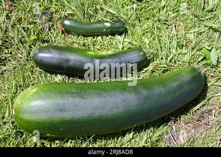 Three sizes of Courgette from the same plant, ranging from small to large Marrow Stock Photo