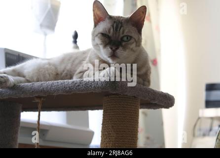 Snow Rosette Bengal Cat relaxing on her perch in sewing room Stock Photo