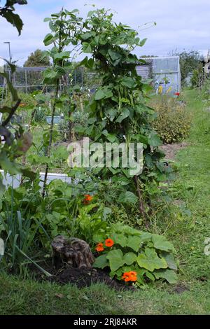 Wigwam supporting Runner Bean plant in late summer on British allotment Stock Photo