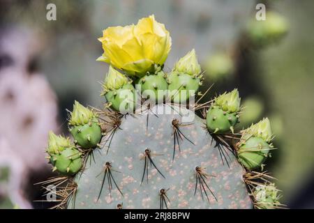 Edible nopales or cactus pads from prickly pear cactus, with buds on top, one in bloom suggesting concepts: early adopter, leadership, leading the way Stock Photo