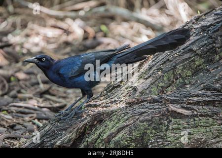 A male great-tailed grackle in profile at Atascosa National Wildlife Refuge, Bayview, Texas, USA Stock Photo