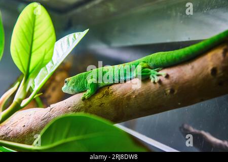 Lizard resting on a log in a green forest Stock Photo - Alamy