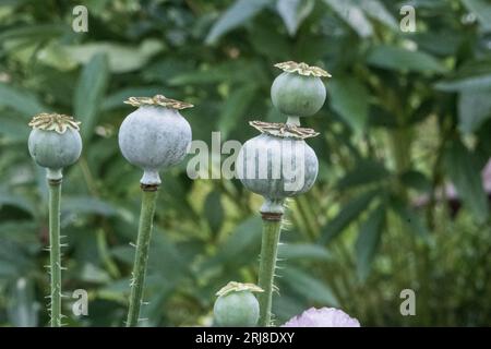 Opium poppy heads, close-up. Papaver somniferum, commonly known as the opium poppy or breadseed poppy, is a species of flowering plant in the family P Stock Photo