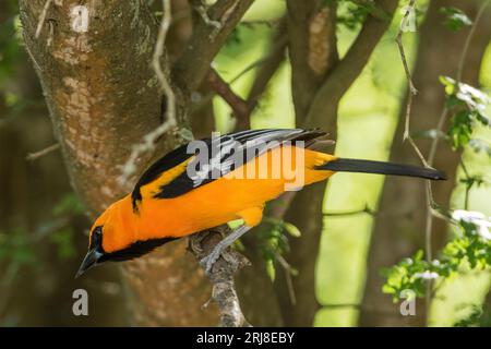 close up of an adult altamira oriole, largest US oriole and very colorful, on a branch, atascosa national wildlife refuge, bayview, brownsville, texas Stock Photo