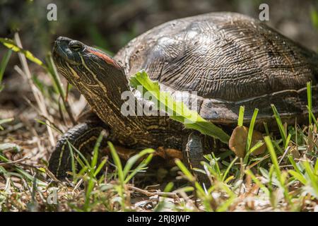 Close up of a red-eared slider, a common but invasive turtle, high island, texas, usa Stock Photo