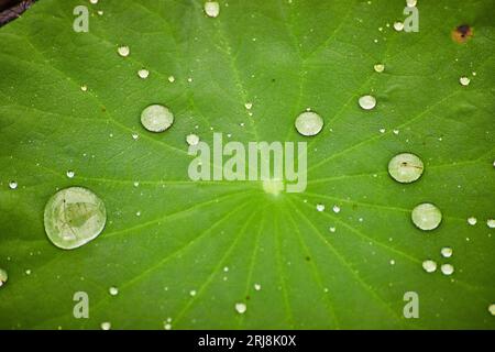 Macro of corner of waterlily with multiple dew drops on surface Stock Photo