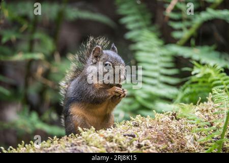 An adult douglas tree squirrel nibbles on some food on a log near olympia, washington, usa Stock Photo