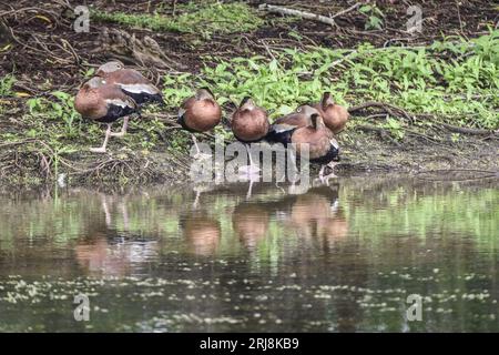A group or flock of black-bellied whistling ducks rests on shore at Brazos Bend, State Park, gulf coast, Texas, USA Stock Photo