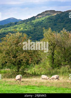 During mid summertime,feeding on lush meadow grass,common British sheep,breed of the UK.A white,wooly and medium sized with a black nose and underside Stock Photo