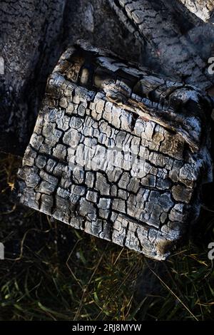 Burnt wood texture. Burnt piece of wood in a bonfire. Stock Photo