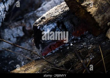 Burnt wood texture. Burnt piece of wood in a bonfire. Stock Photo