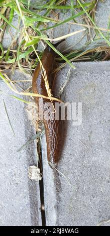 A close-up view of a slug on a patch of grass in a city street, its antennas extended Stock Photo