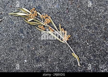 Olive branch on concrete floor Stock Photo