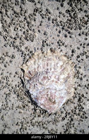 Limpet Shell on the Beach in Penarth South Wales Stock Photo