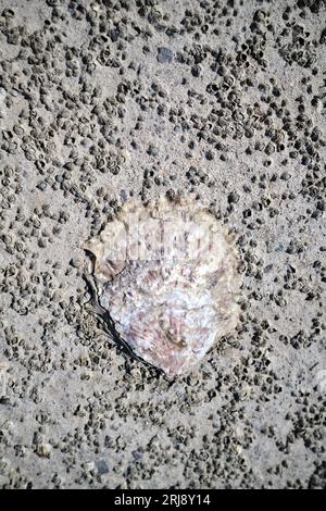Limpet Shell on the Beach in Penarth South Wales Stock Photo
