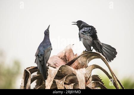 Male adult Great-tailed Grackles displaying and challenging each other, Leona Turnbull birding area, Port Aransas, Texas, USA Stock Photo