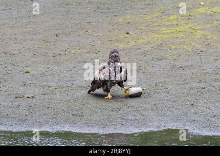 Beautiful Golden Eagle posing in its natural habitat, holding a glass bottle with its claws. Concept of environmental pollution Stock Photo