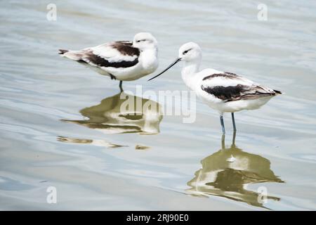 Two avocets in winter plumage, with reflections in the water. Port Aransas, Texas, USA Stock Photo