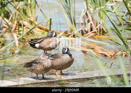 The blue-winged teal (Spatula discors) is a species of bird in family Anatidae. It is a small dabbling duck. 2 males and a female, Port Aransas, Texas Stock Photo