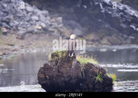 Photograph of a bald eagle perched on a rock in its natural habitat. Stock Photo