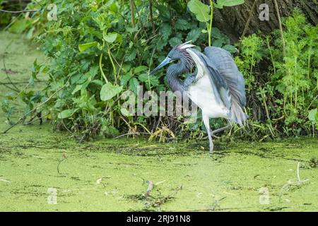 The tricolored heron (Egretta tricolor), formerly known as the Louisiana heron, is native to coastal parts of the Americas. High Island, Texas, USA Stock Photo