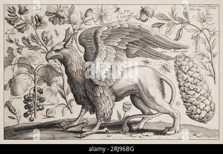 Griffin. Antique mythical creature ilustration. 1663 Etching by Wenceslaus Hollar. Exquisite ancient depiction precisely detailed  against a sepia bac Stock Photo