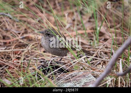 House wren or Salpinctes obsoletus perching on the ground at Woods Canyon Lake near Payson, Arizona. Stock Photo