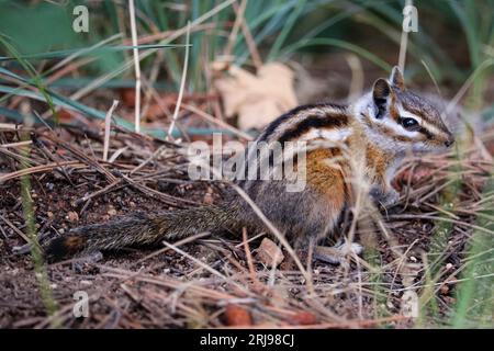 Gray-collared chipmunk or Tamias cinereicollis standing on the ground at Woods Canyon Lake near Payson, Arizona. Stock Photo