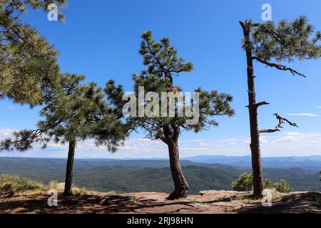 View some pine trees along the rim of the overlook at FS road 105 near Woods Canyon Lake, Arizona. Stock Photo