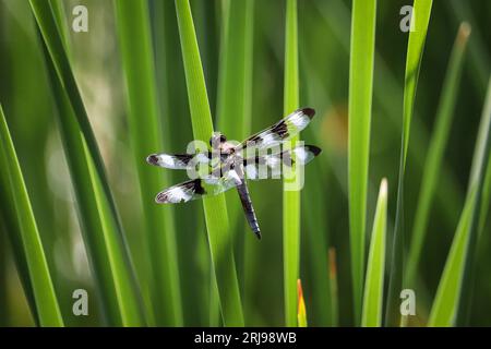 Male twelve-spotted skimmer or Libellula pulchella resting on a reed at the Sedona Wetlands Preserve in Sedona, Arizona. Stock Photo