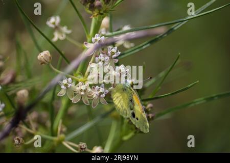 Dainty sulphur or Nathalis iole feeding on milkweed flowers at Sawmill Crossing in Payson, Arizona. Stock Photo